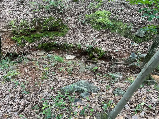 a view of a forest filled with trees