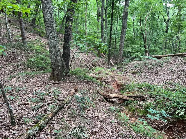 a view of a lush green forest
