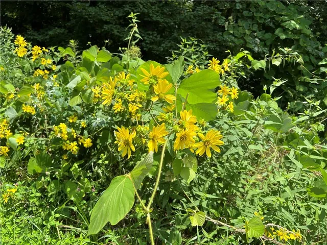 a backyard of a house with lots of green space