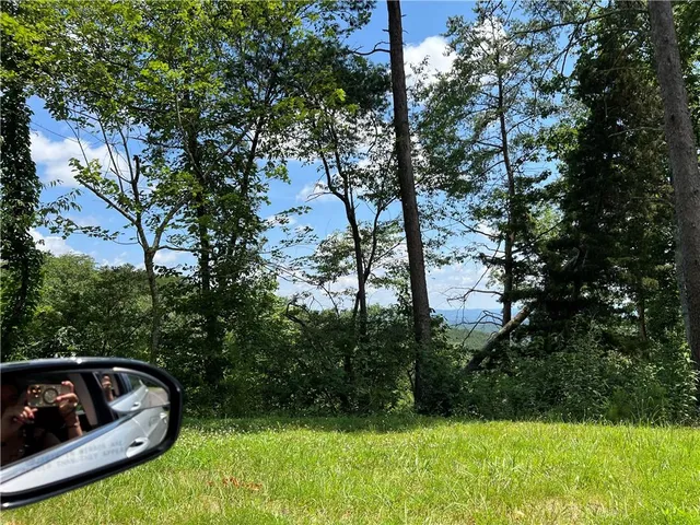 a view of a lush green forest