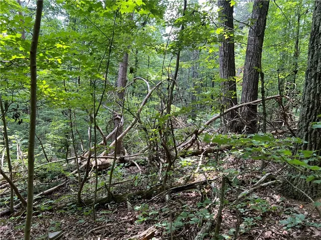 a backyard of a house with lots of trees