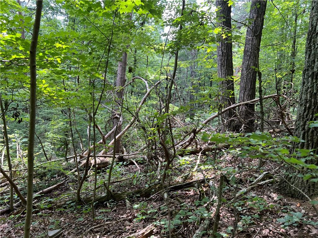 0 Lavender Trail Rome, GA 30165 - Photo 5 of 42 a backyard of a house with lots of trees