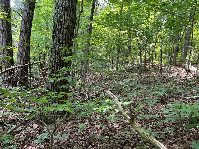 a view of a lush green forest
