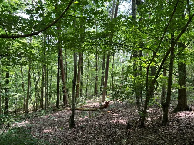 a view of a forest with trees in the background