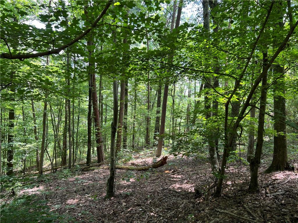 0 Lavender Trail Rome, GA 30165 - Photo 8 of 42 a view of a forest with trees in the background