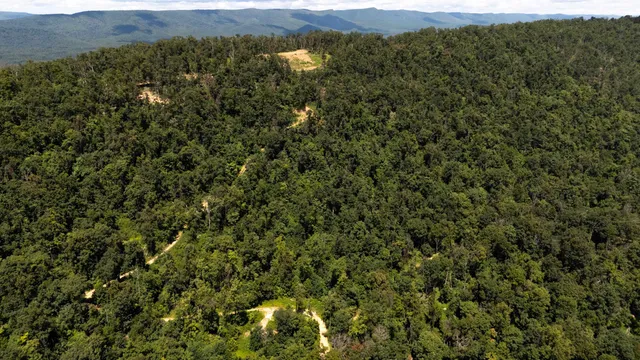 a view of a field with a tree