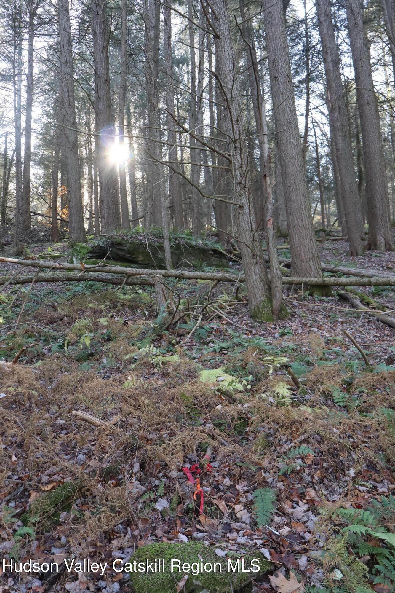 Tbd Hall Road, Unit PRIVATE ACCESS Arkville, NY 12406 - Photo 6 of 28 IMG_2098