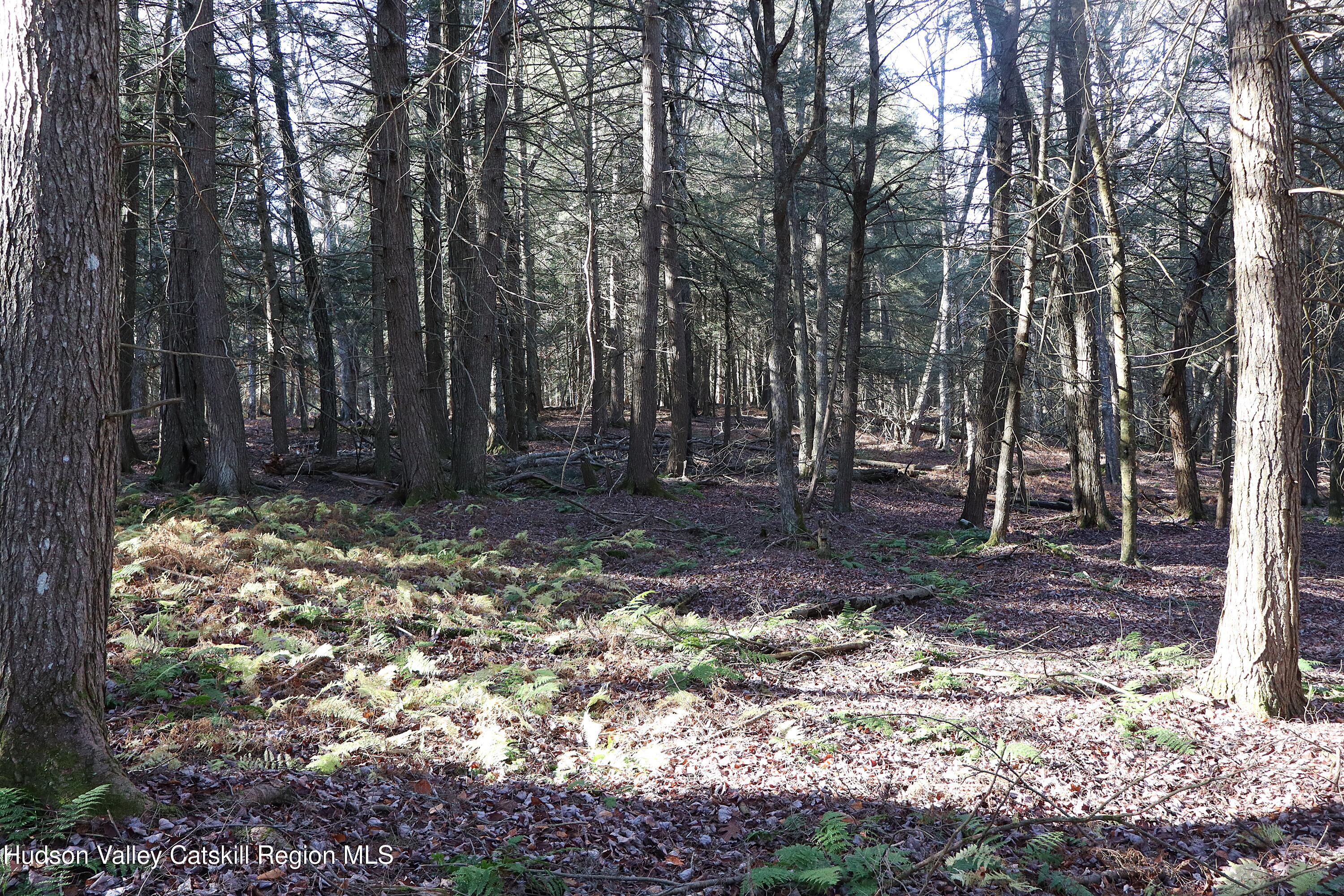 Tbd Hall Road, Unit PRIVATE ACCESS Arkville, NY 12406 - Photo 7 of 28 IMG_2108