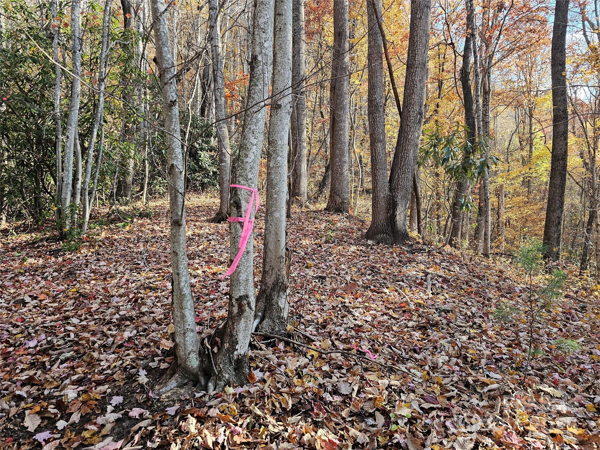9999-13 Bob Barnwell Road Asheville, NC 28803 - Photo 5 of 24 a view of a pathway with a yard