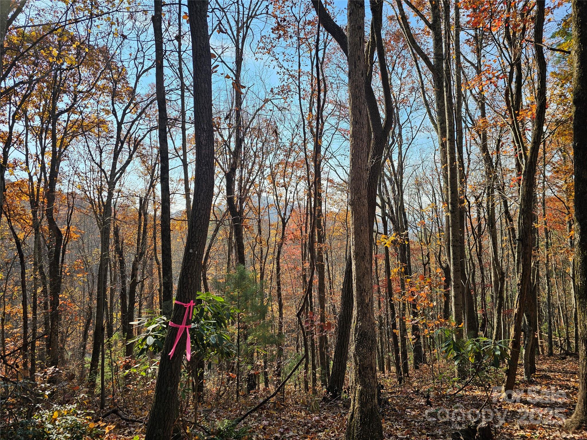 9999-13 Bob Barnwell Road Asheville, NC 28803 - Photo 6 of 24 a view of outdoor space and trees