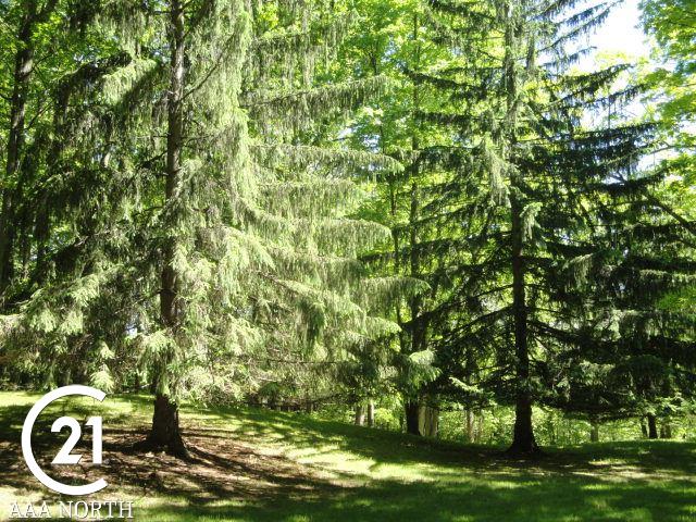 5777 Rochester Road Dryden, MI 48428 - Photo 47 of 55