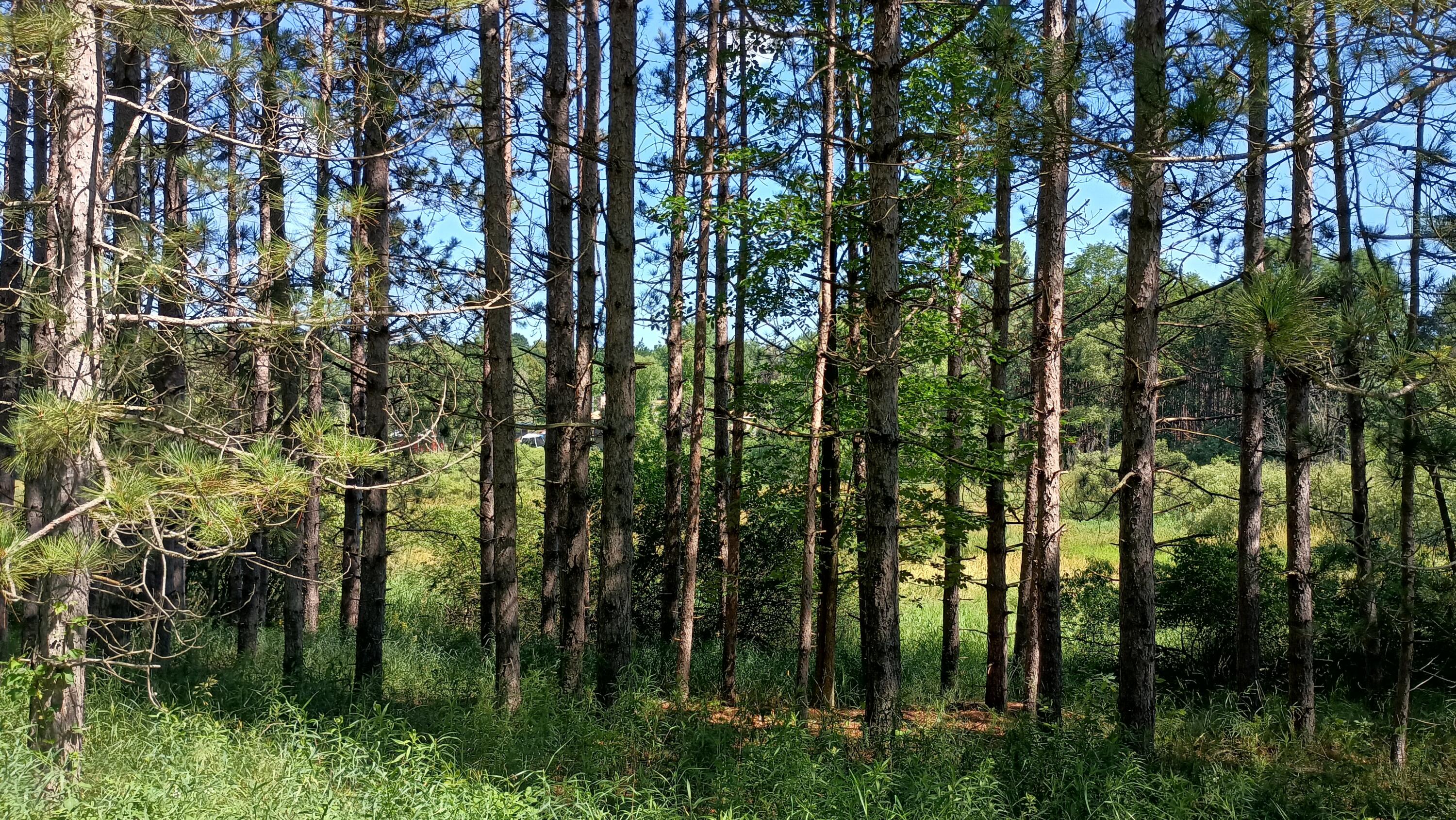 301 South Gordon Road Scottville, MI 49454 - Photo 38 of 41 IMG_20260710_113037145_HDR