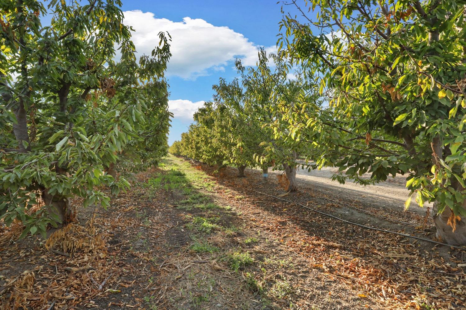 11791 Alpine Road Lodi, CA 95240 - Photo 63 of 74 a view of a yard with plants and trees