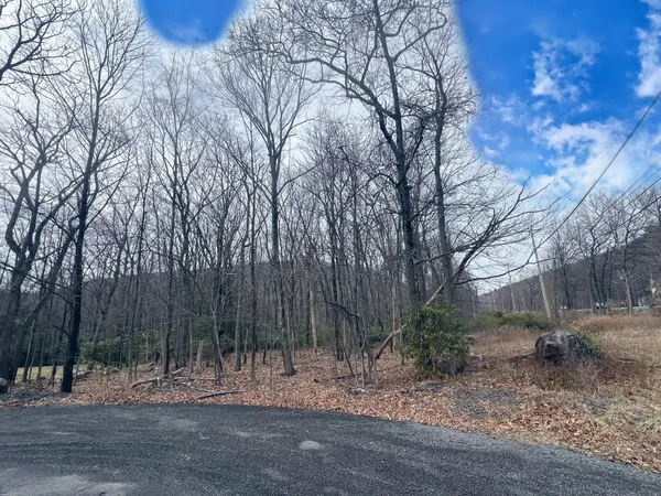 a view of a backyard with large trees