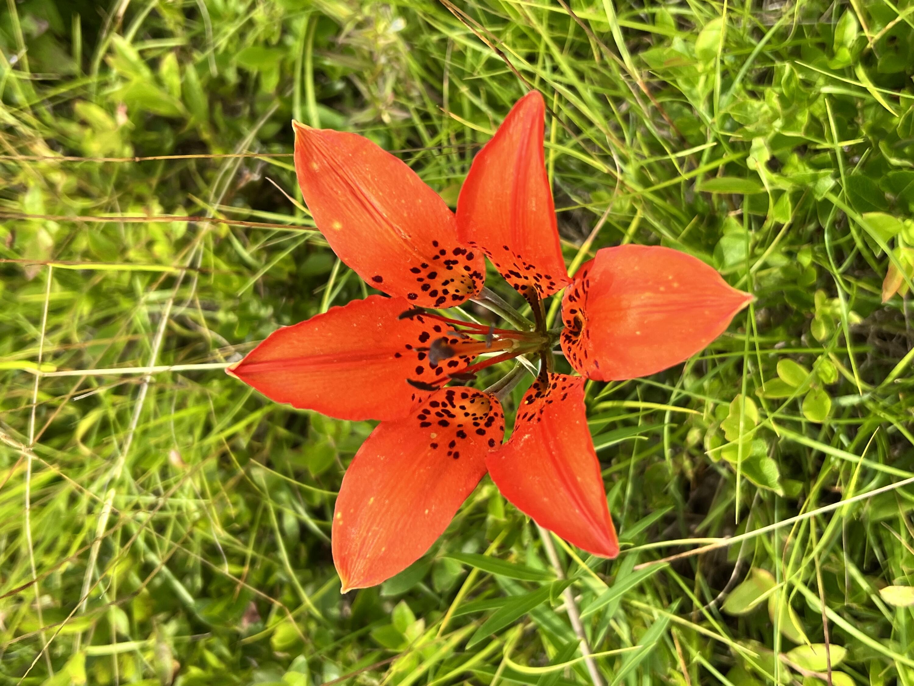 0 Barrett Hill Road Hope, ME 04847 - Photo 24 of 27 IMG_3730