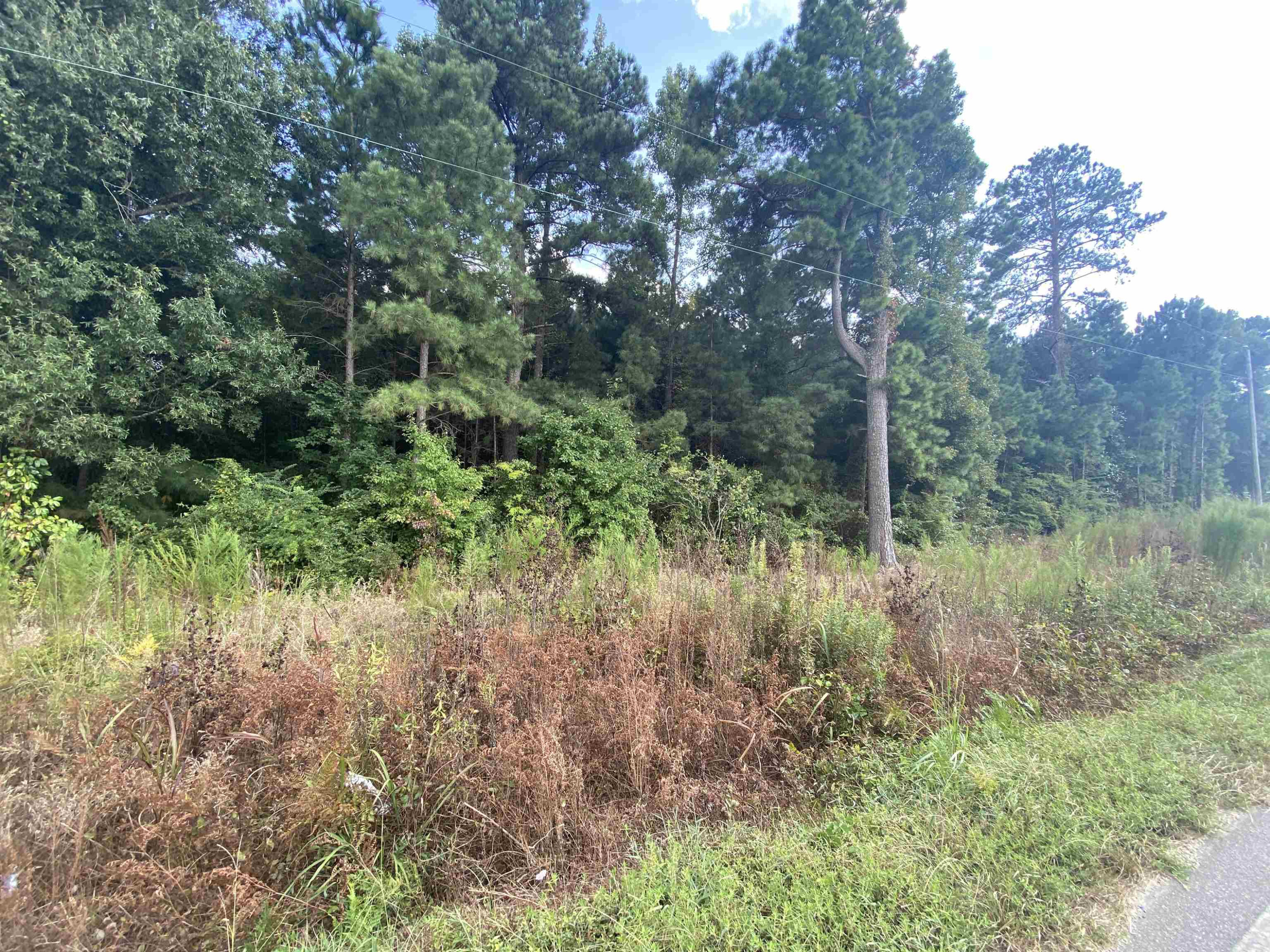 0 Butler Island Road Roseboro, NC 28382 - Photo 3 of 4 a view of a lush green forest with large trees