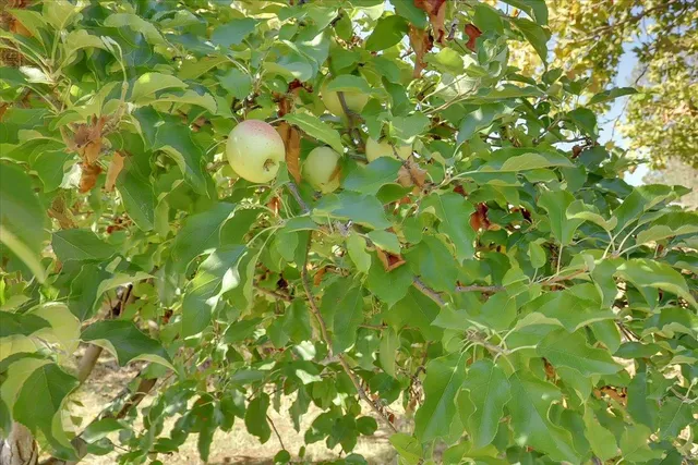 $595,000 | 8890 Daguerra Point Drive, Marysville, CA 95901