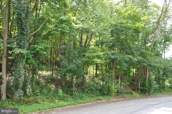 a view of a forest