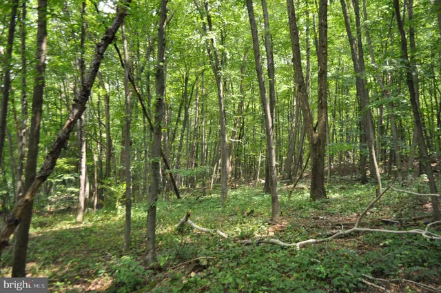 a backyard of a house with lots of trees
