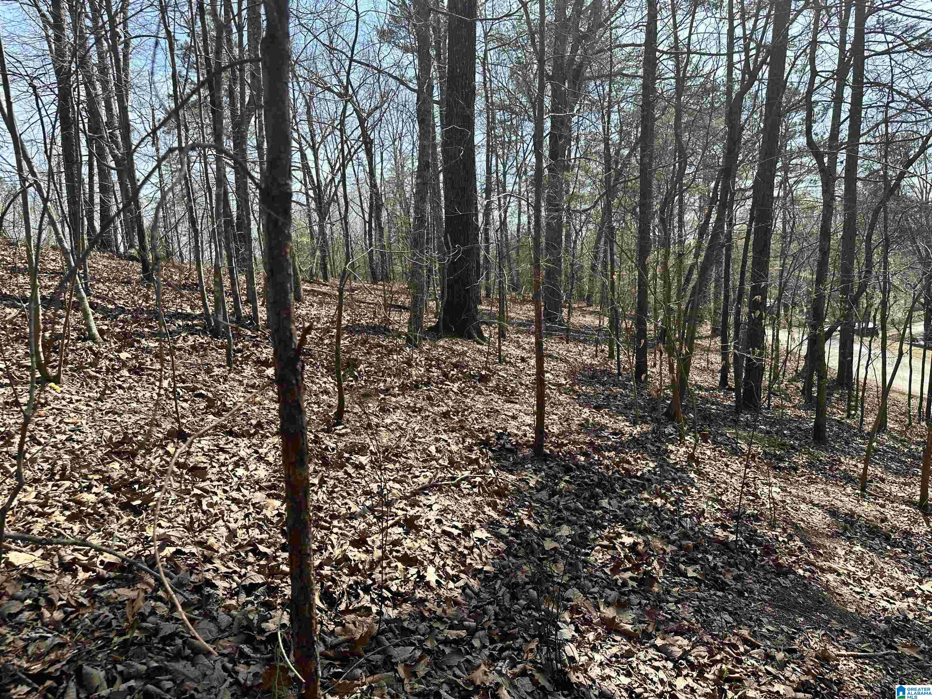 0 Walkers Gap Road Springville, AL 35146 - Photo 8 of 15