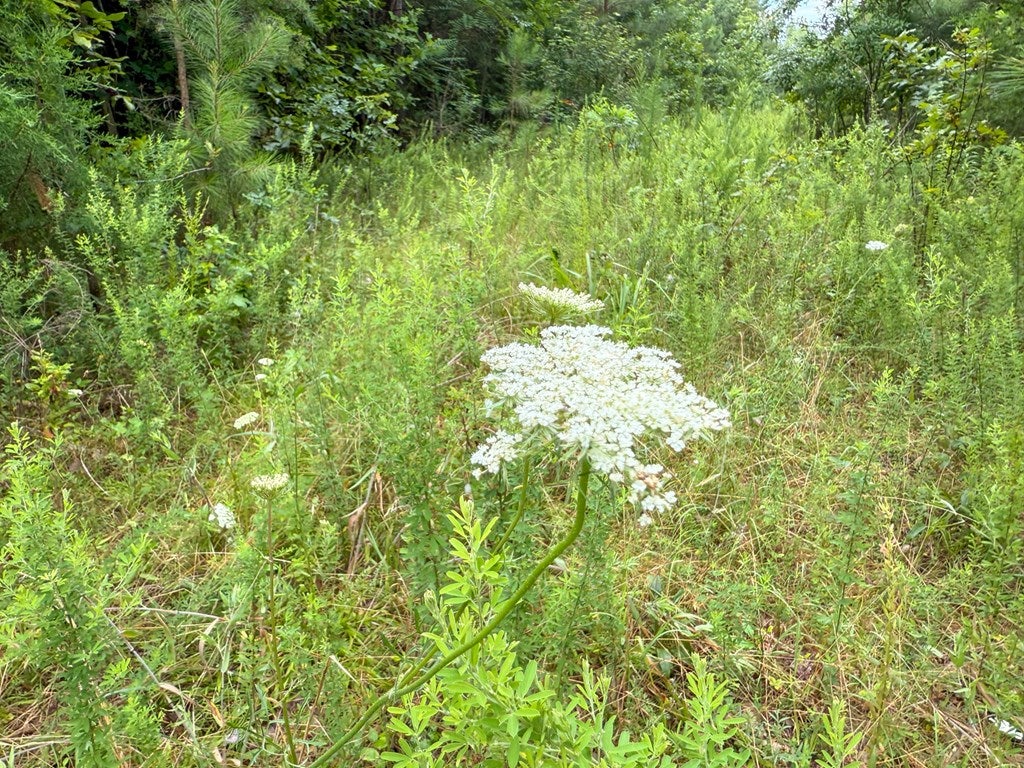 Mountain Hall Road Crewe, VA 23930 - Photo 20 of 24 Gallery Image 20