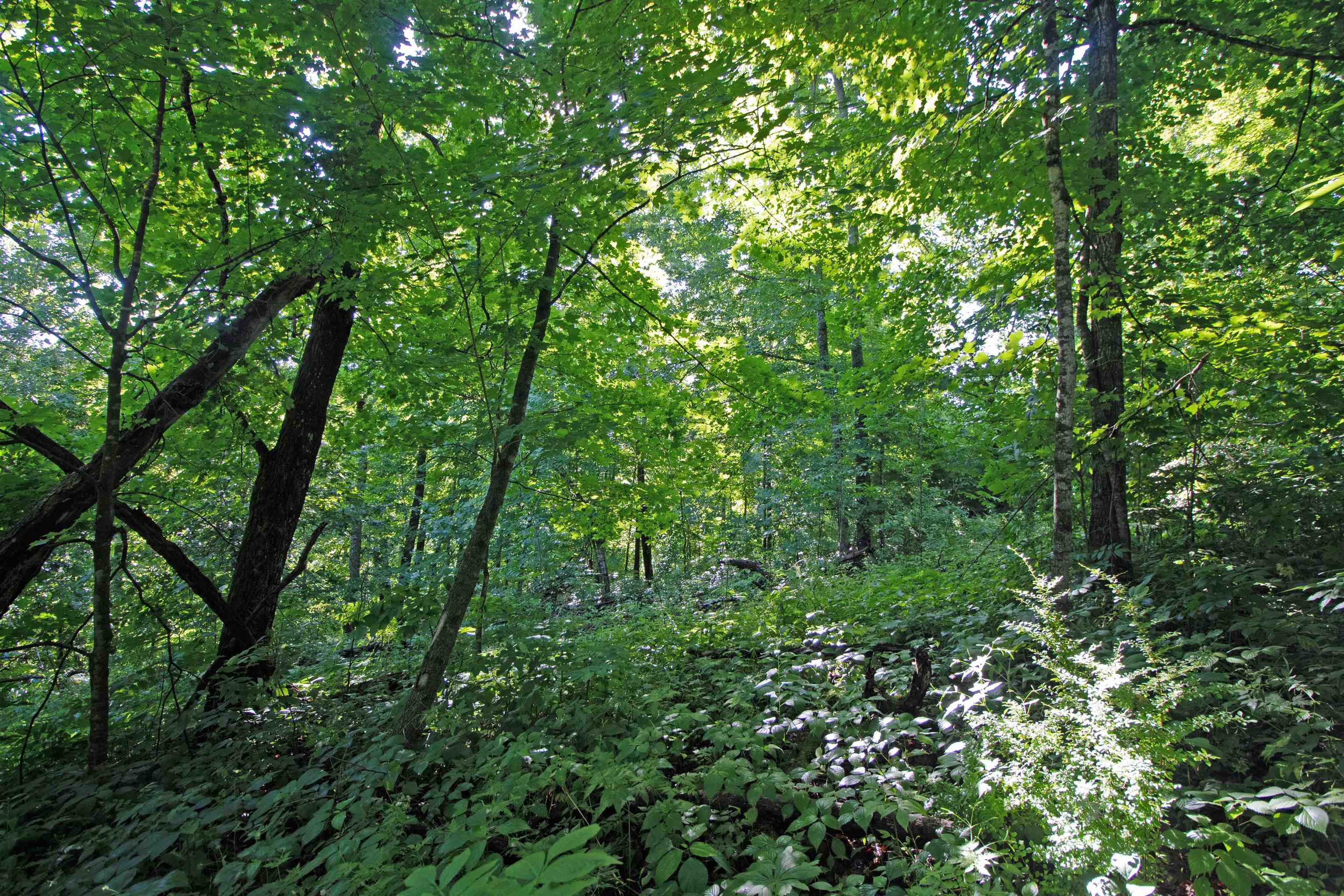 76-acres Skyline Road Blue River, WI 53518 - Photo 21 of 46