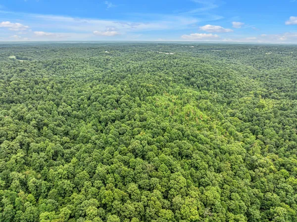 a view of a lush green forest with a lake