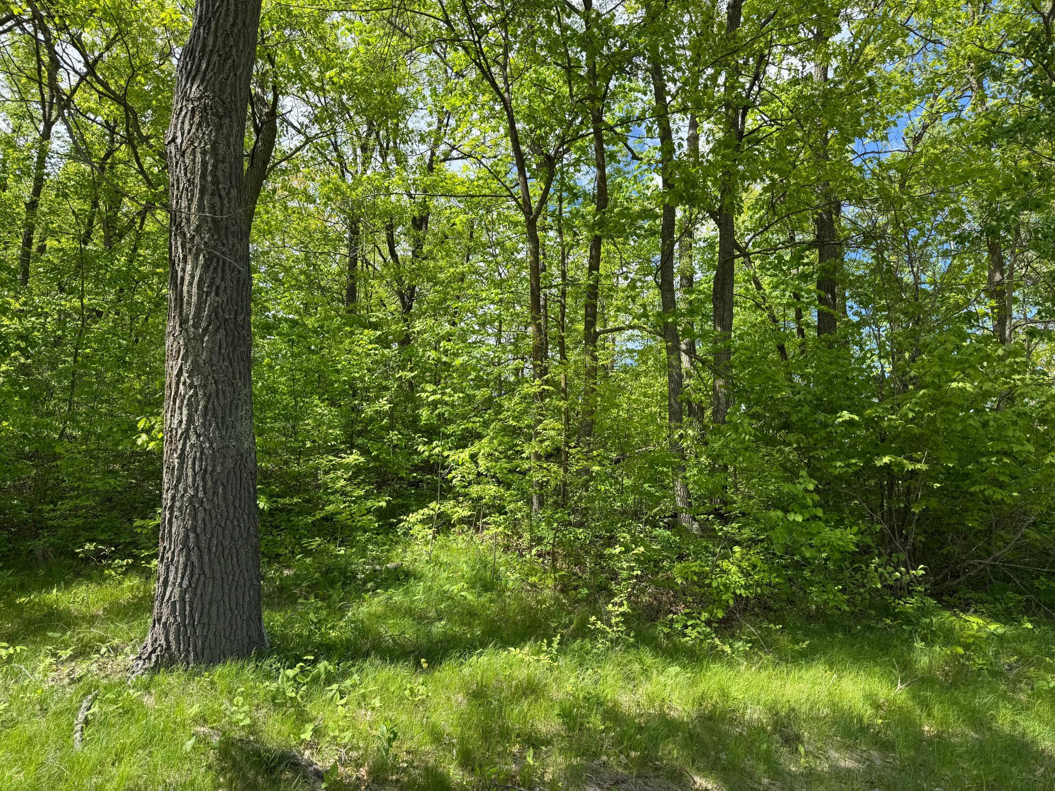 0 Captive Lake Road Garrison, MN 56450 - Photo 9 of 10