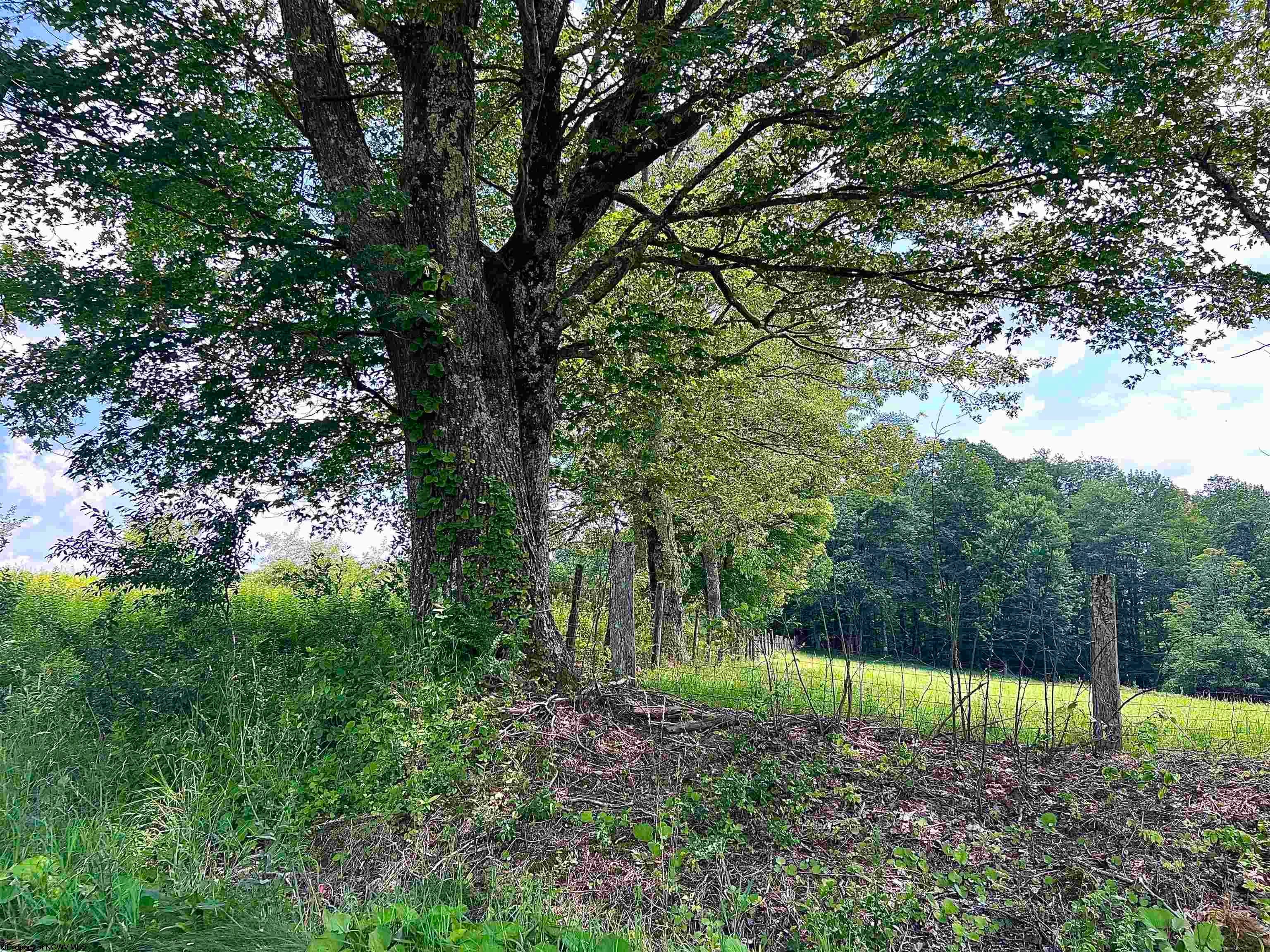 738 Jonathan Run Parsons, WV 26287 - Photo 8 of 21 Gallery Image 8