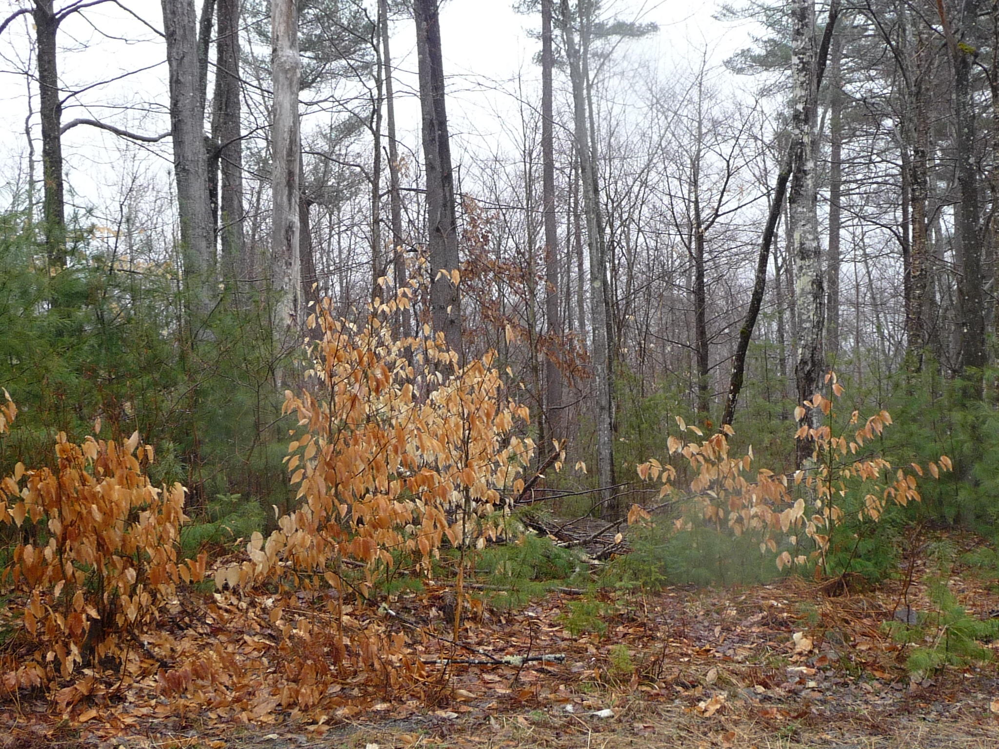 Lot 3 West Shore Rd Embden Pines Est Road Embden, ME 04958 - Photo 4 of 5 Trees