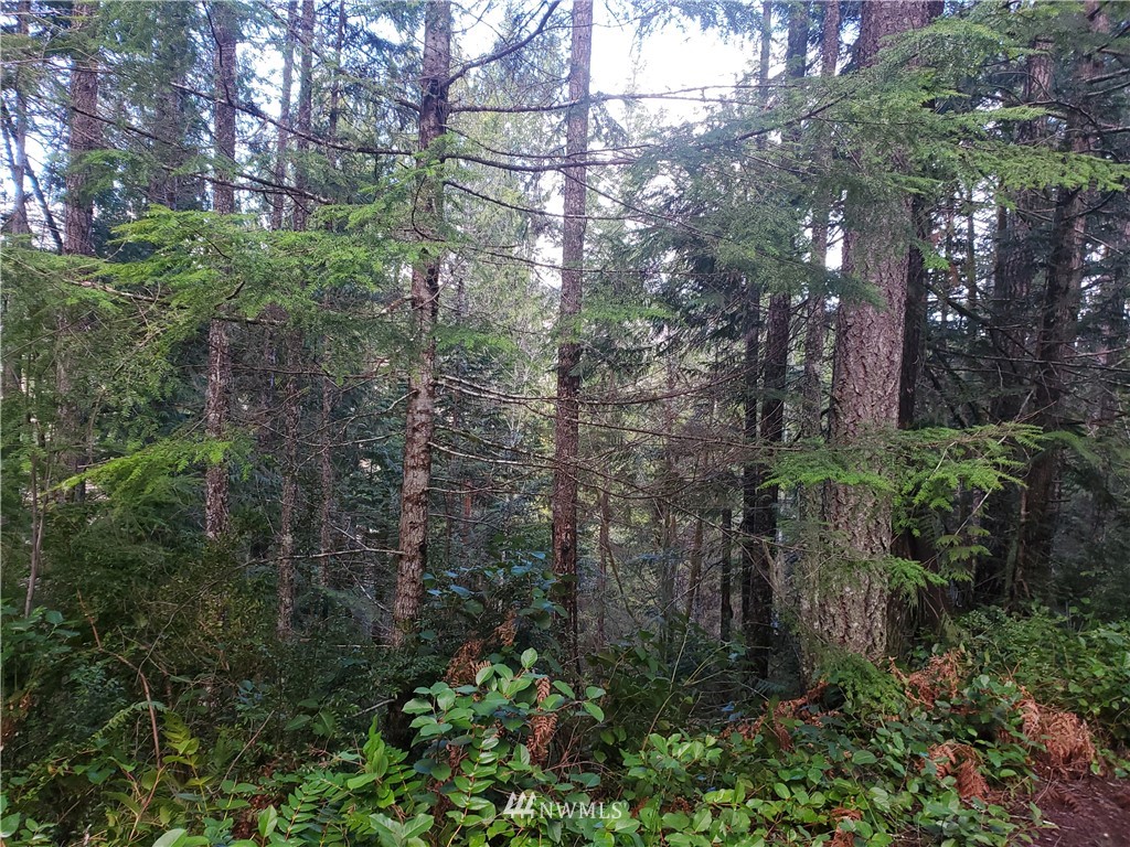 11 Klahowya Road Belfair, WA 98528 - Photo 2 of 8 Gallery Image 2
