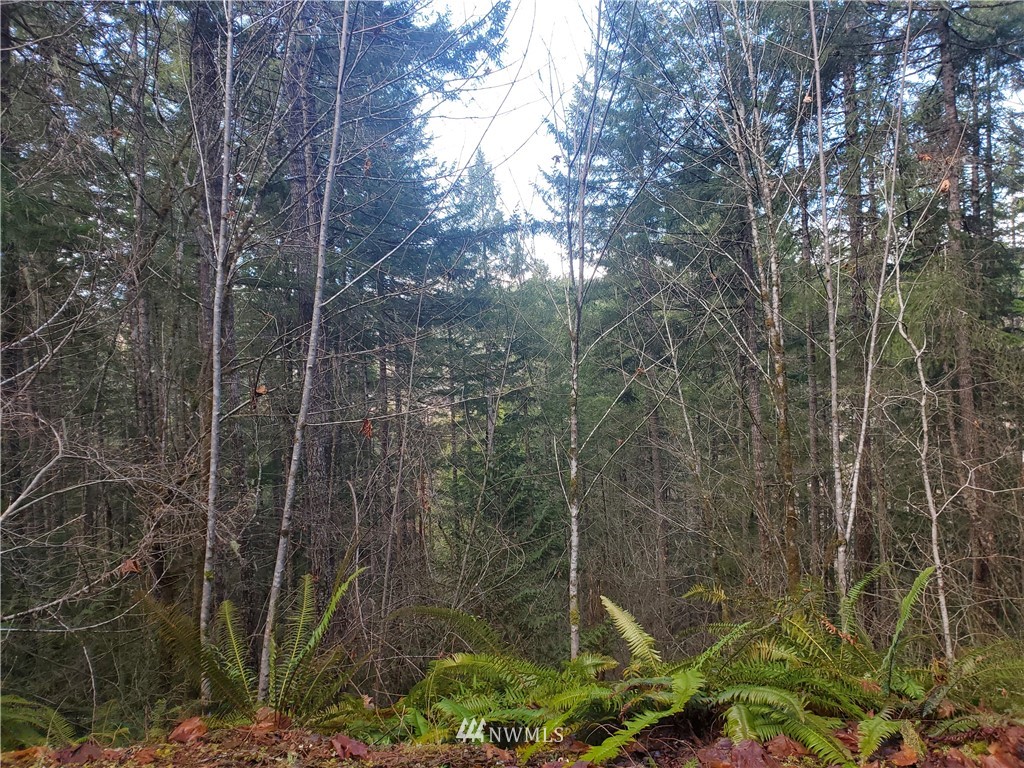 11 Klahowya Road Belfair, WA 98528 - Photo 6 of 8 Gallery Image 6