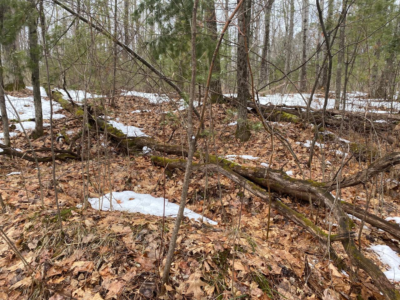 Lot 21 Poplar Road Lake Tomahawk, WI 54539 - Photo 5 of 10 Gallery Image 5