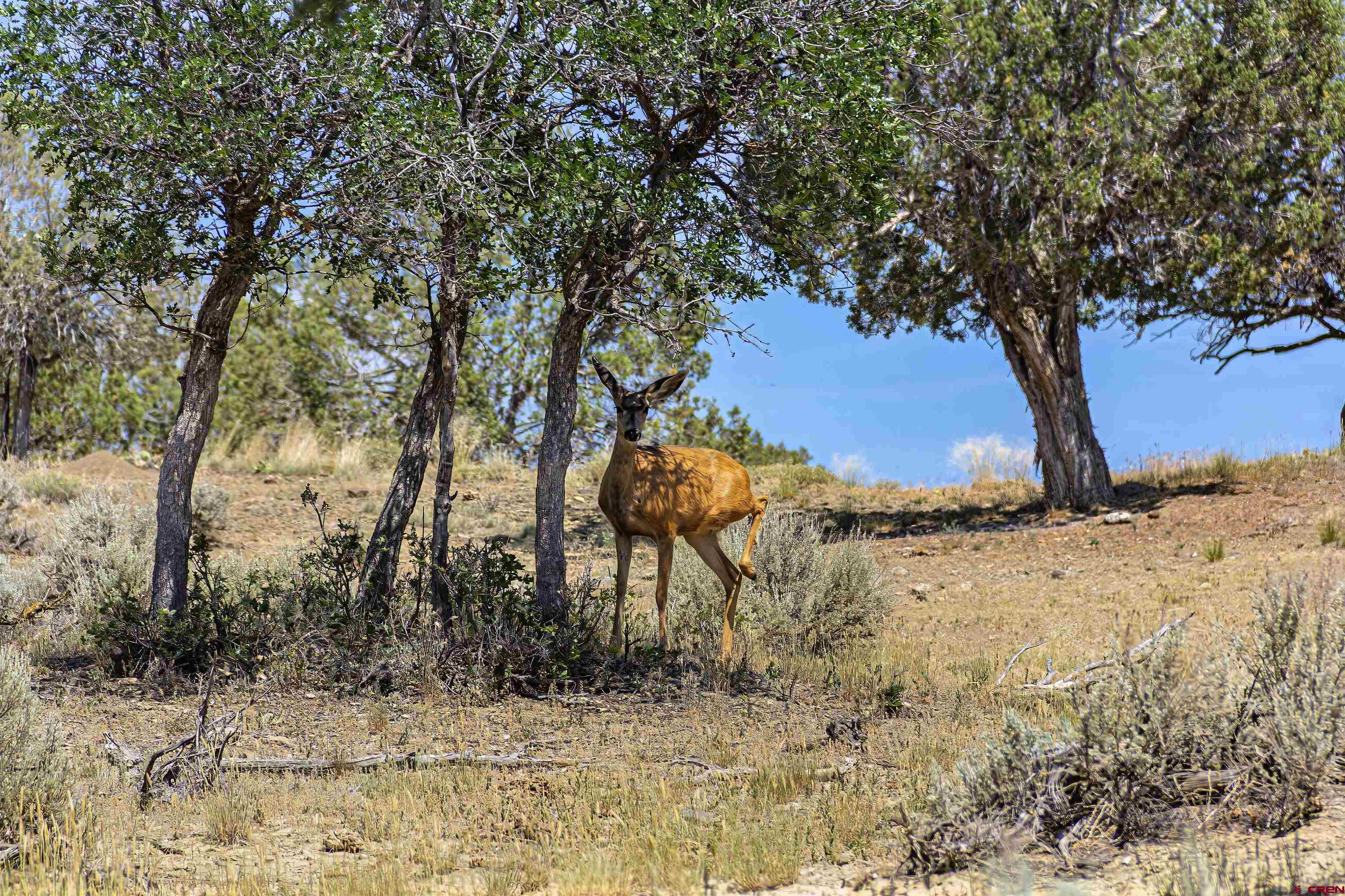 320 County Road 329 Ignacio, CO 81137 - Photo 18 of 45
