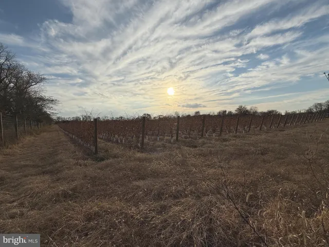 a view of a dry yard with trees