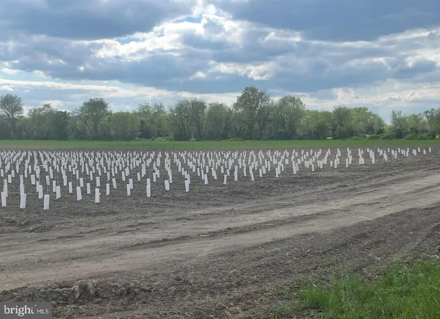 a view of street with a yard