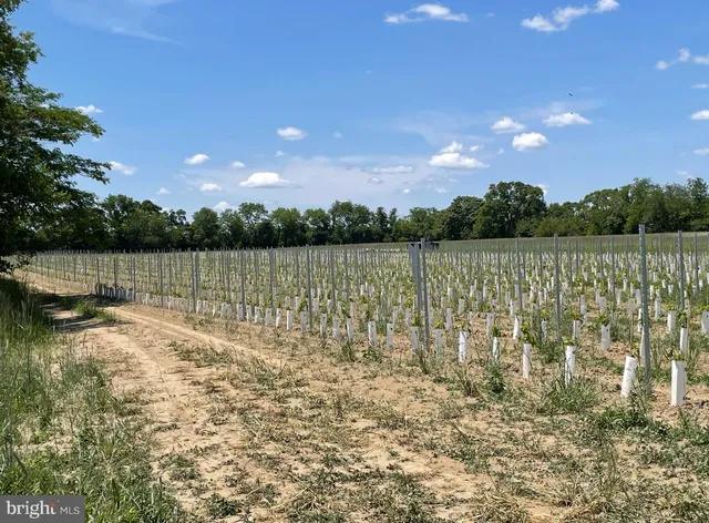 a view of lake with sunset