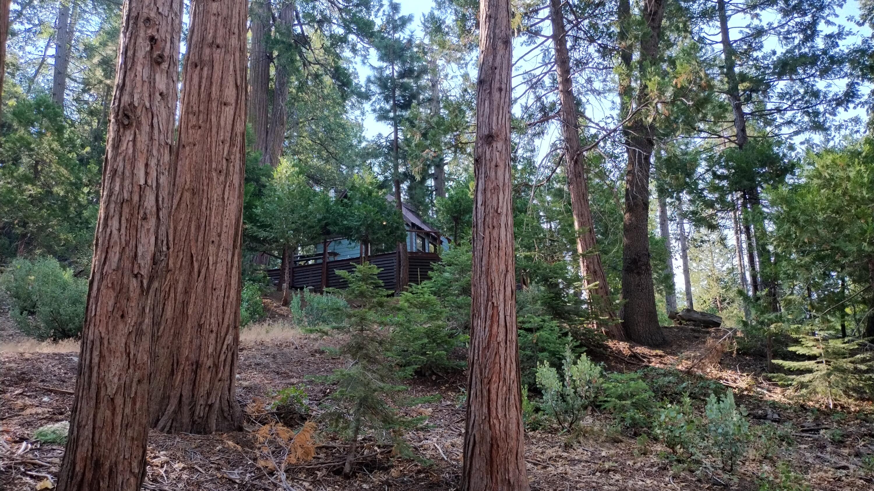 51867 Cedar Road Cedar Slope, CA 93265 - Photo 36 of 38 33-Looking up at cabin from Cedar Dr