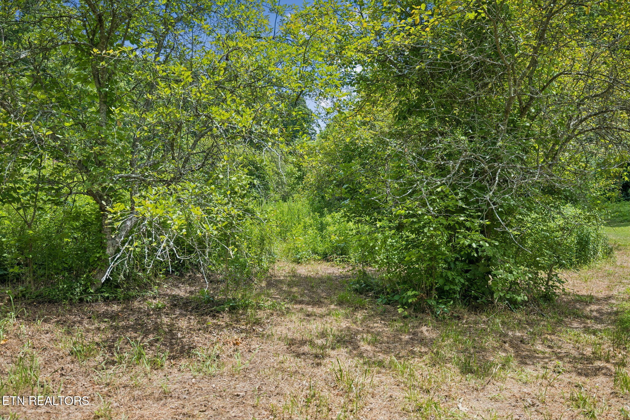 0 Knob Road Rutledge, TN 37861 - Photo 9 of 46