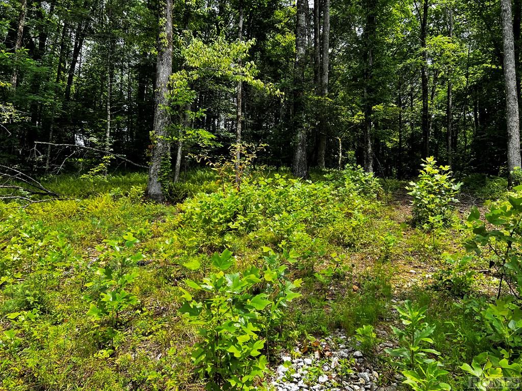 0 Walking Stick Road Highlands, NC 28741 - Photo 4 of 16 Gallery Image 4