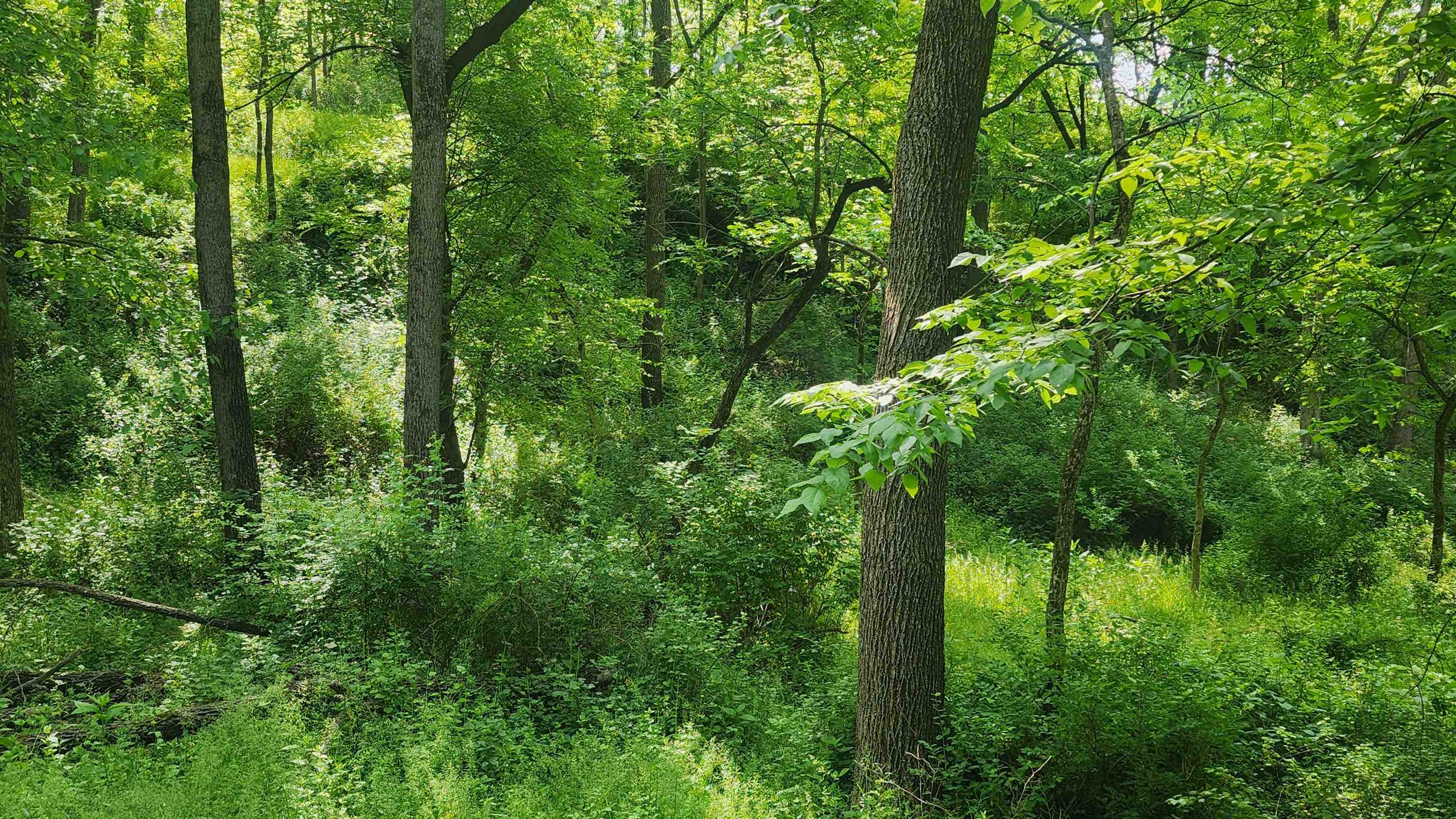 0 Shortcut Seneca, WI 54654 - Photo 20 of 22