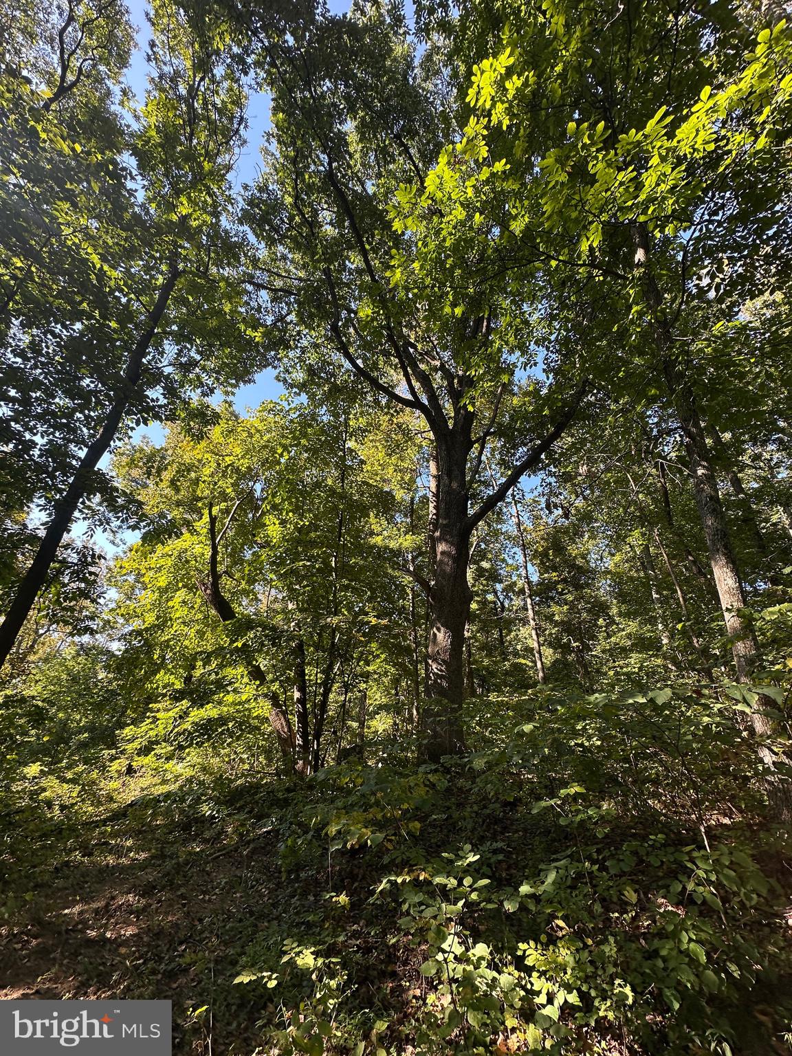 Blueridge Mountain Upperville, VA 20184 - Photo 15 of 32