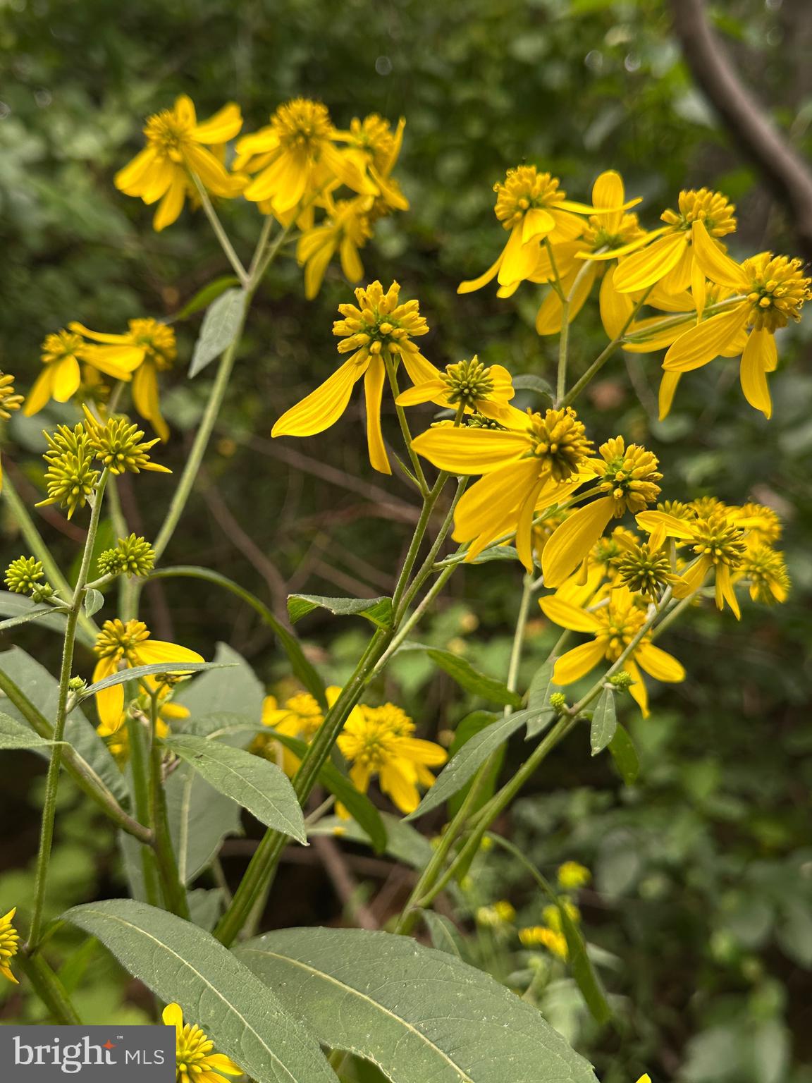 Blueridge Mountain Upperville, VA 20184 - Photo 19 of 32