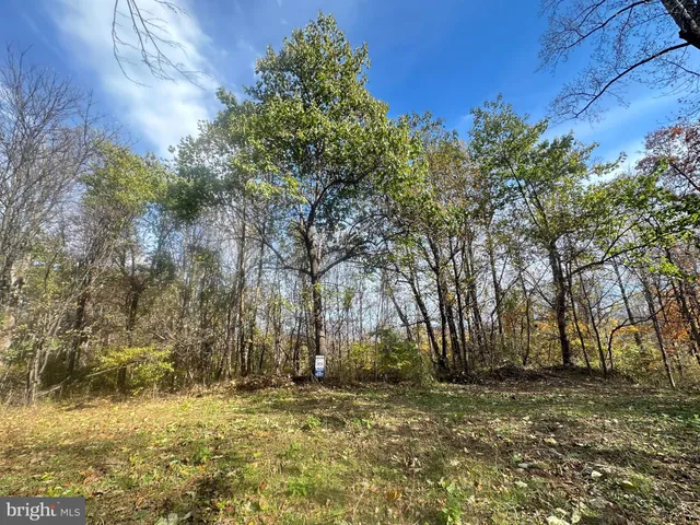 a view of a yard with a large tree