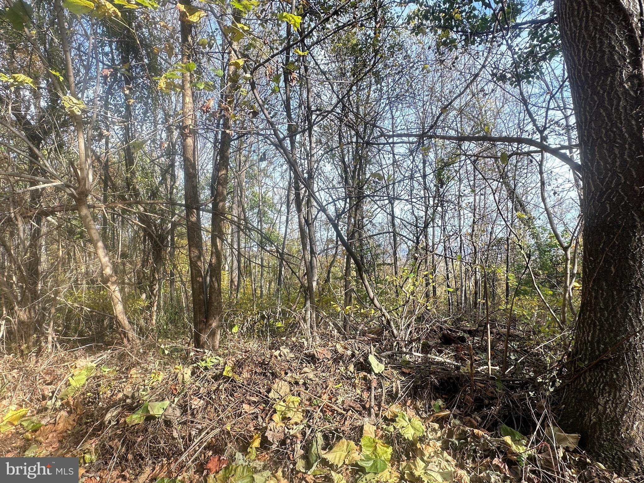 Blueridge Mountain Upperville, VA 20184 - Photo 30 of 32 Valley view thru trees
