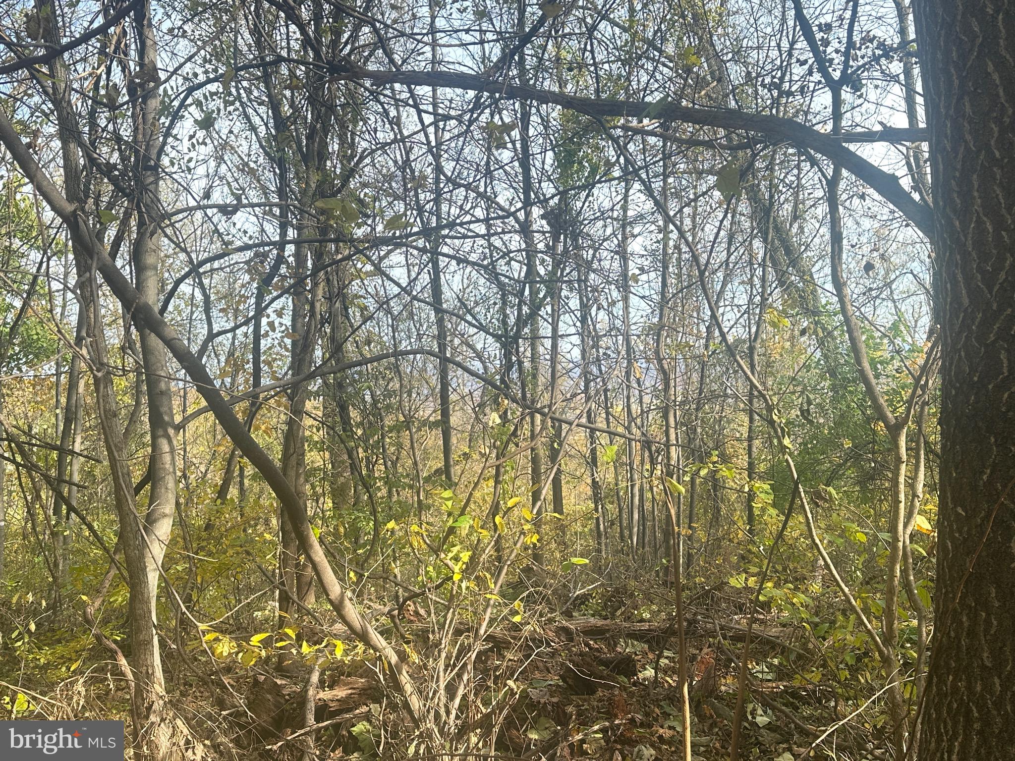 Blueridge Mountain Upperville, VA 20184 - Photo 31 of 32