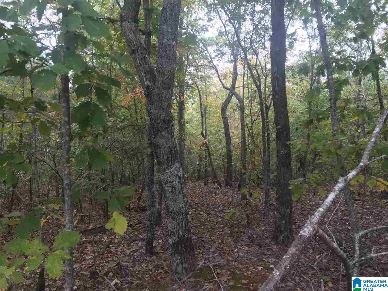 Fire Station Road, Unit 30 Ashland, AL 36251 - Photo 14 of 15