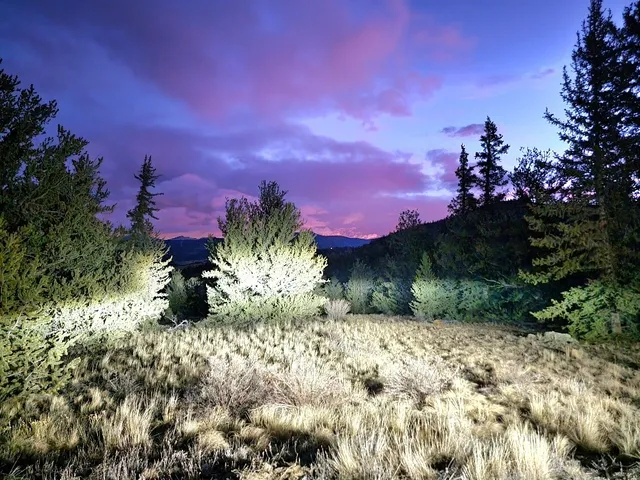 a view of a flower in a yard