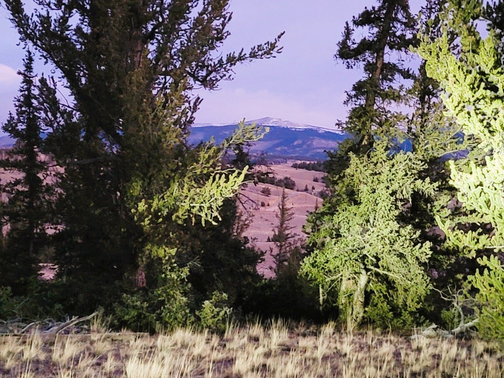 99 Hackney Lane Como, CO 80456 - Photo 18 of 49 a view of a garden with plants and trees