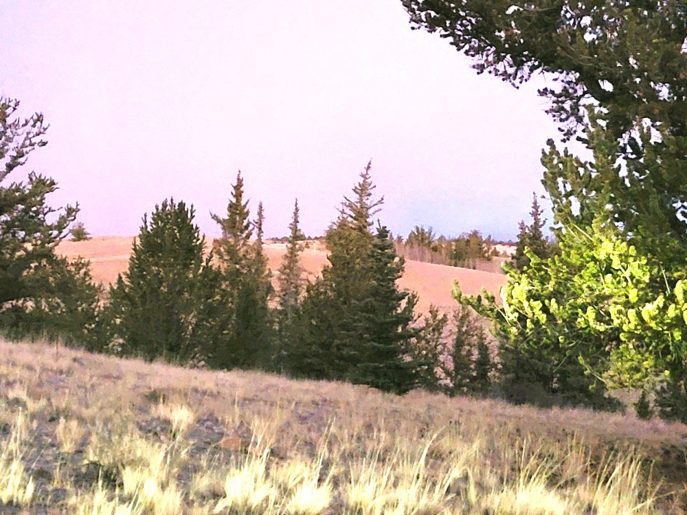 99 Hackney Lane Como, CO 80456 - Photo 19 of 49 a view of a yard with a tree